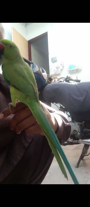 parrot for sale contact now 03182120400 2