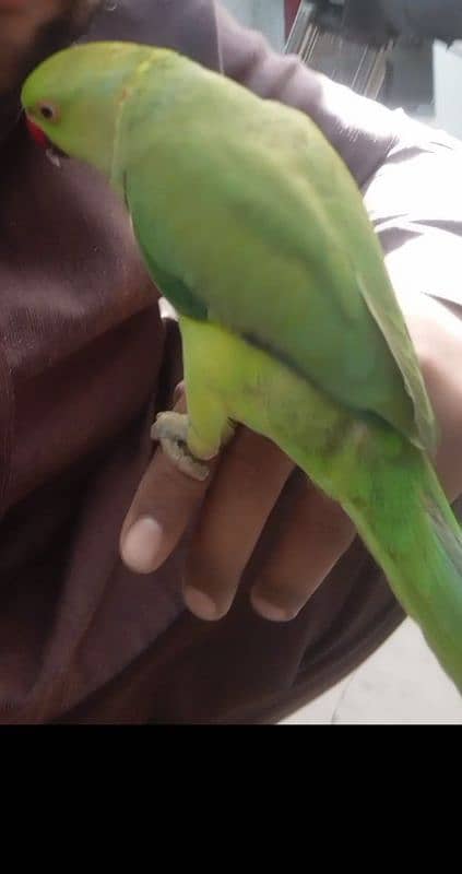 parrot for sale contact now 03182120400 3