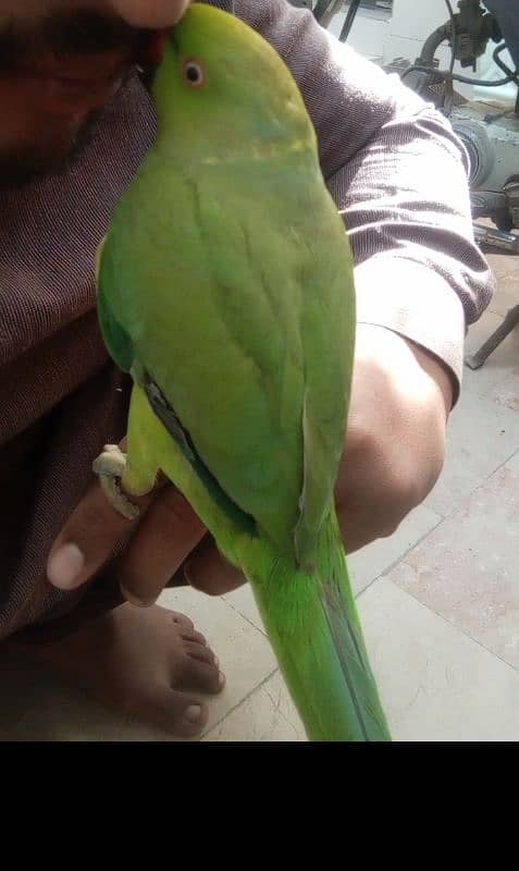 parrot for sale contact now 03182120400 4