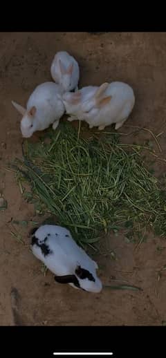 Rabbits for sale