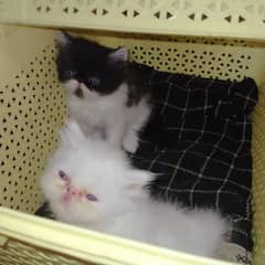 cfa peke persian kittens