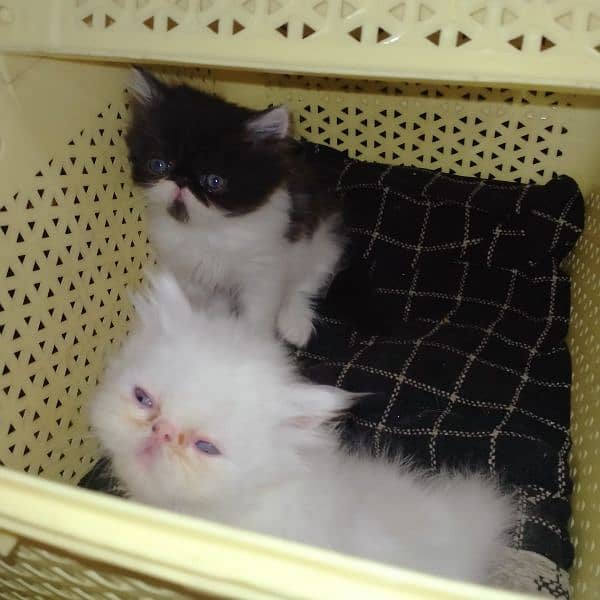 cfa peke persian kittens 0