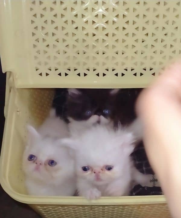 cfa peke persian kittens 1