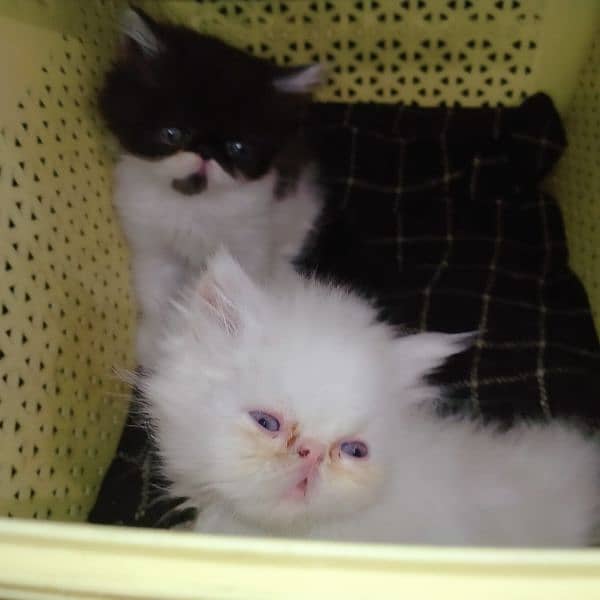 cfa peke persian kittens 2