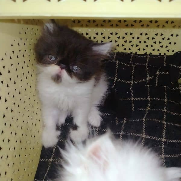 cfa peke persian kittens 3