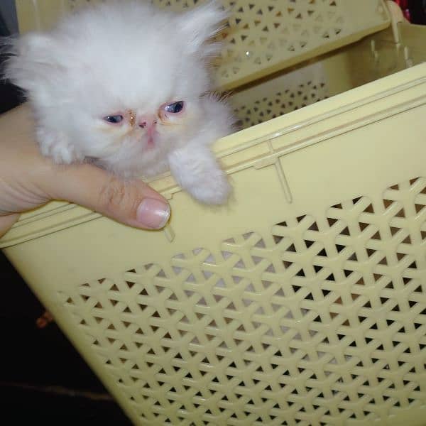 cfa peke persian kittens 4