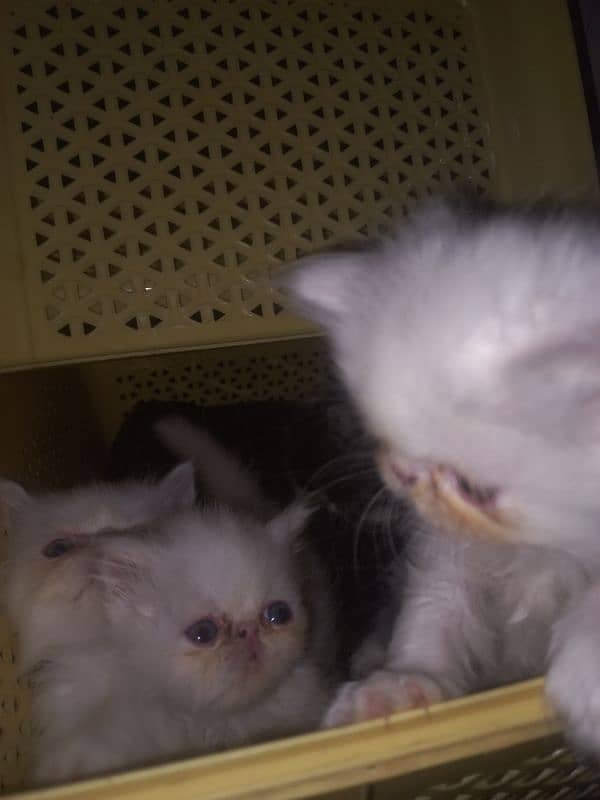 cfa peke persian kittens 5