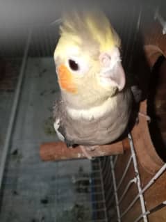 Cockatiel