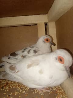 diamond pied dove males