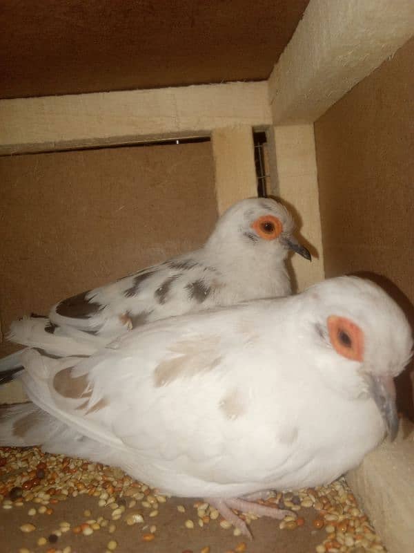 diamond pied dove males 0