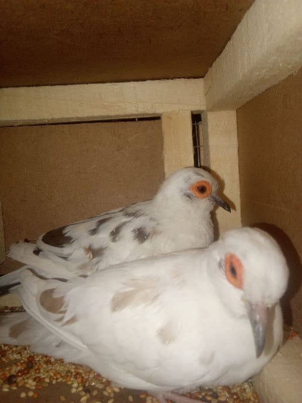 diamond pied dove males 1