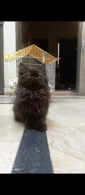 Persian Kittens | Triple Coated 3