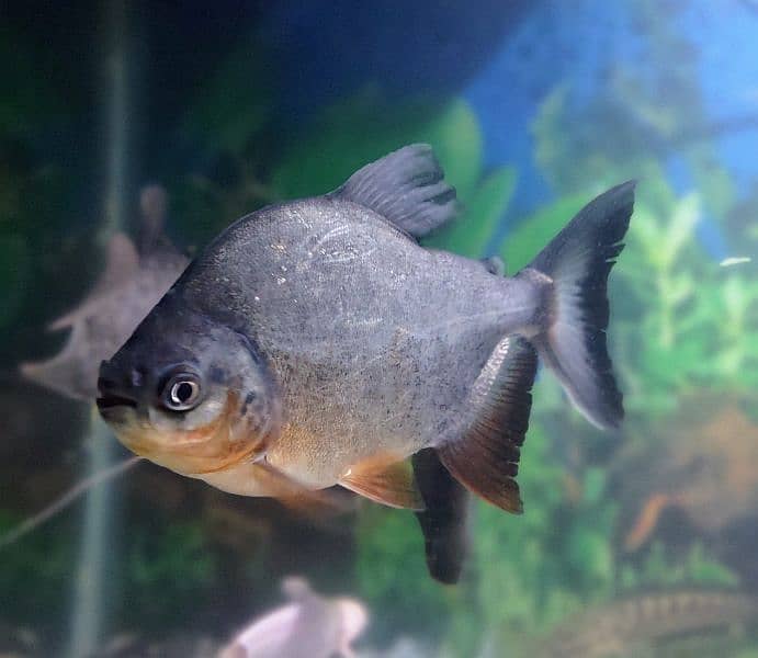 Red Belly Pacu 0