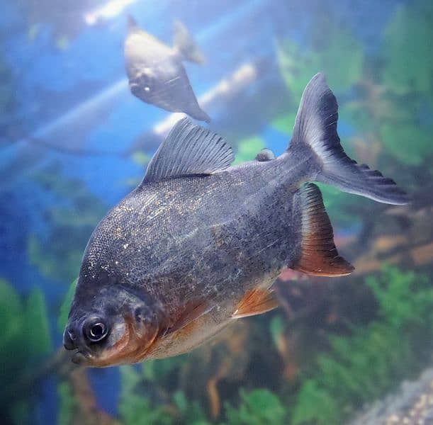 Red Belly Pacu 1