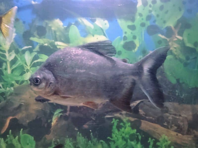 Red Belly Pacu 2