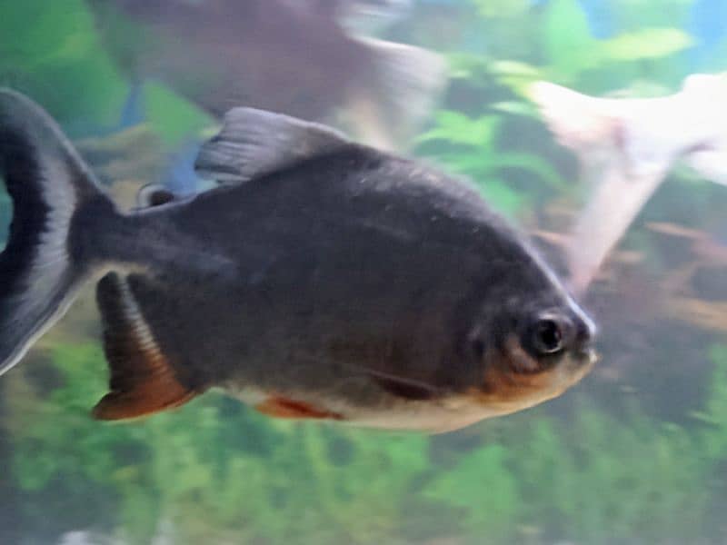 Red Belly Pacu 3