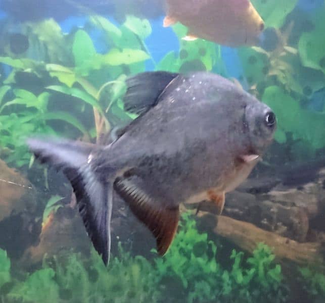 Red Belly Pacu 4