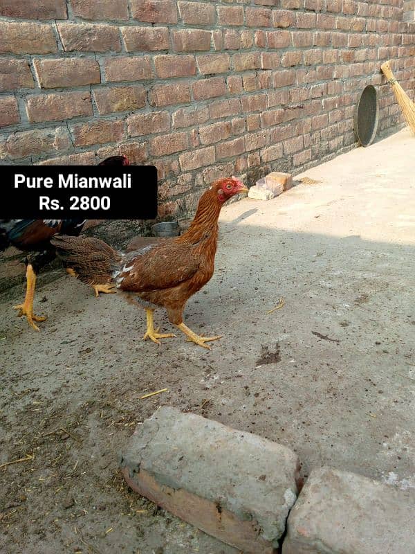 pure Aseel Mianwali breed 2