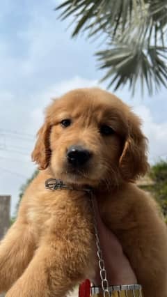 Golden retriever Pedigree puppy