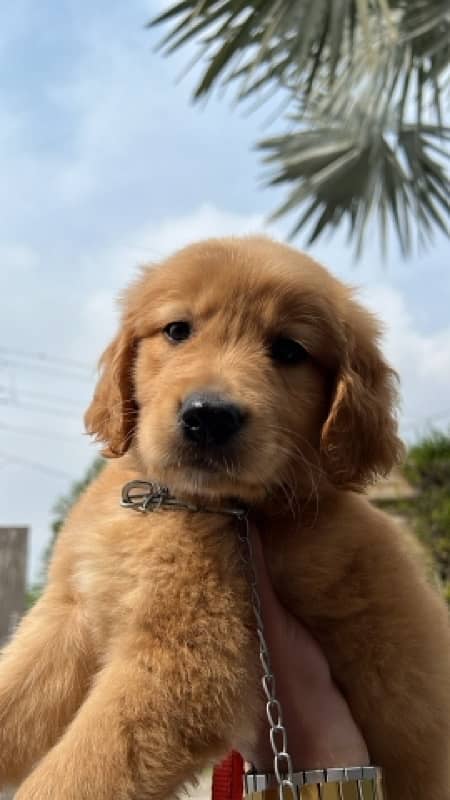 Golden retriever Pedigree puppy 0