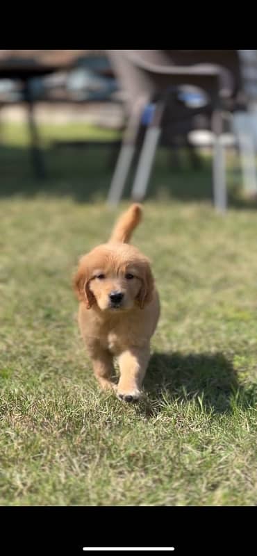 Golden retriever Pedigree puppy 1