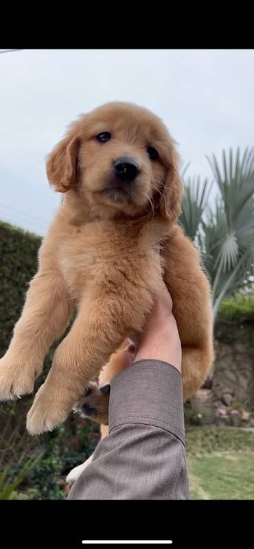 Golden retriever Pedigree puppy 2