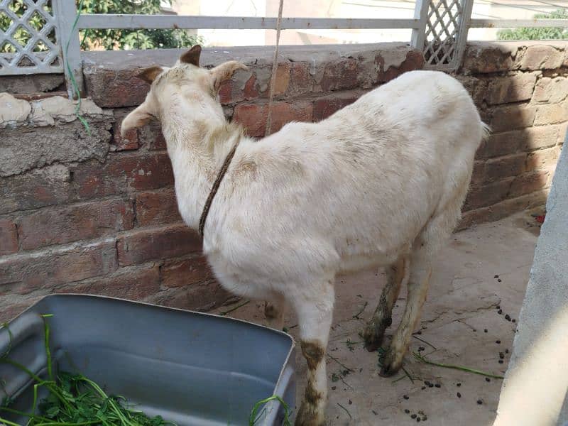 goat for sale 0