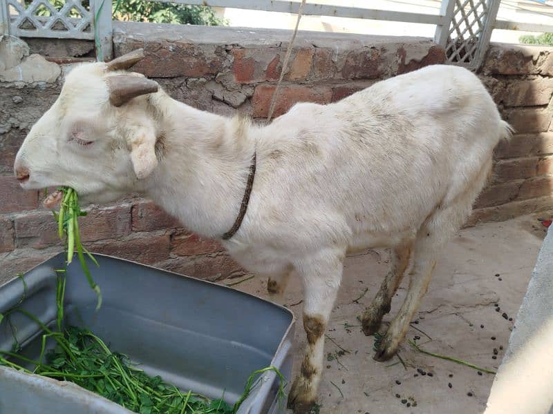 goat for sale 1