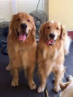 Golden Retriever Puppy