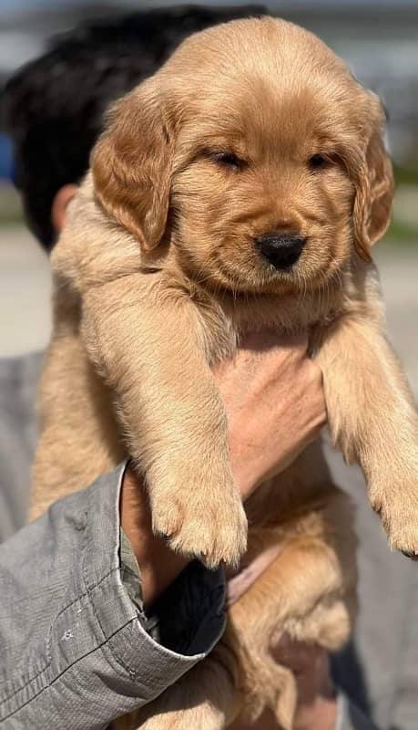 Golden Retriever Puppy 1