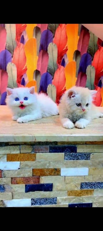 Persian cat for sale male or female my WhatsApp03023=19=41=719 1