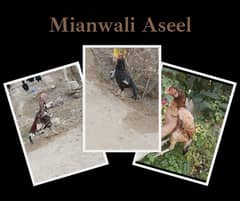 Mianwali Aseel