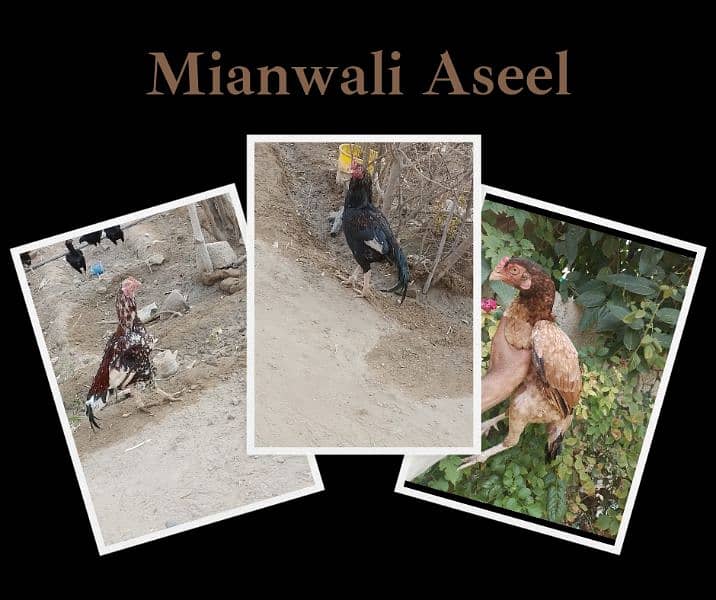 Mianwali Aseel (03327650675) 0