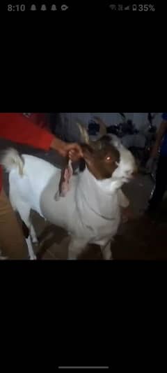 Heavy Bakra