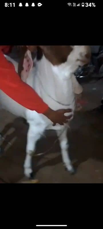 Heavy Bakra 1