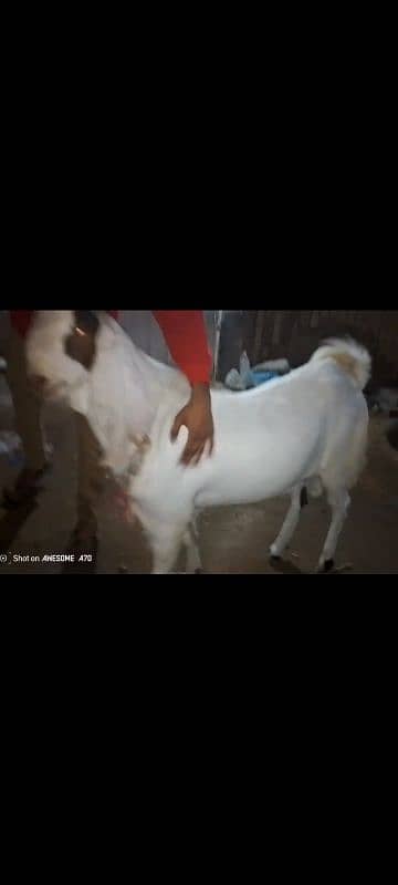 Heavy Bakra 3