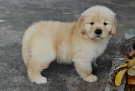 Golden Retriever Puppy