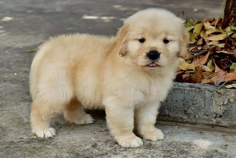 Golden Retriever Puppy 1