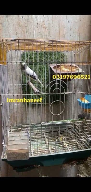 breeder pair available golstr end water slkagar 2