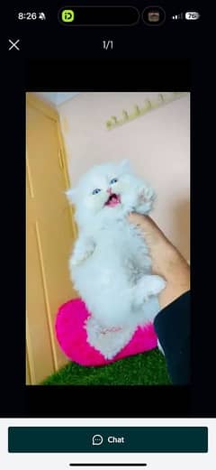 Persian cat for sale male or female my WhatsApp03294868556