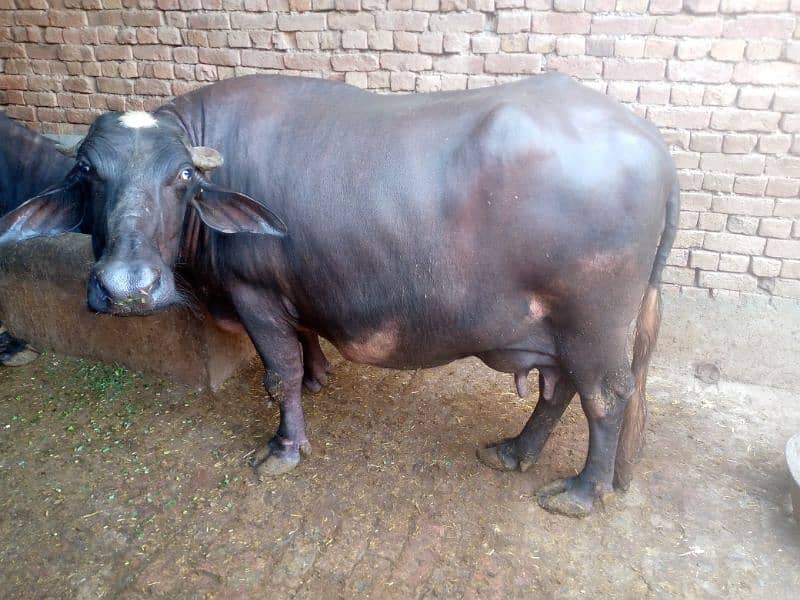 buffalo for sale 0