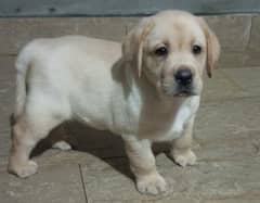 British Labrador