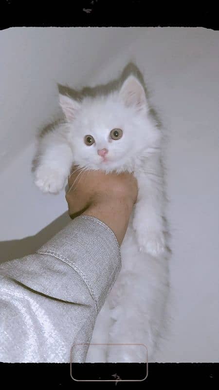 Persian kitten Male for sale (2.5 month age) 0