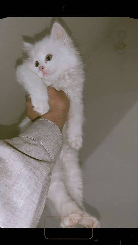 Persian kitten Male for sale (2.5 month age) 1