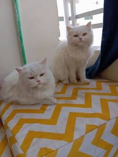 Persian cat Female & Male