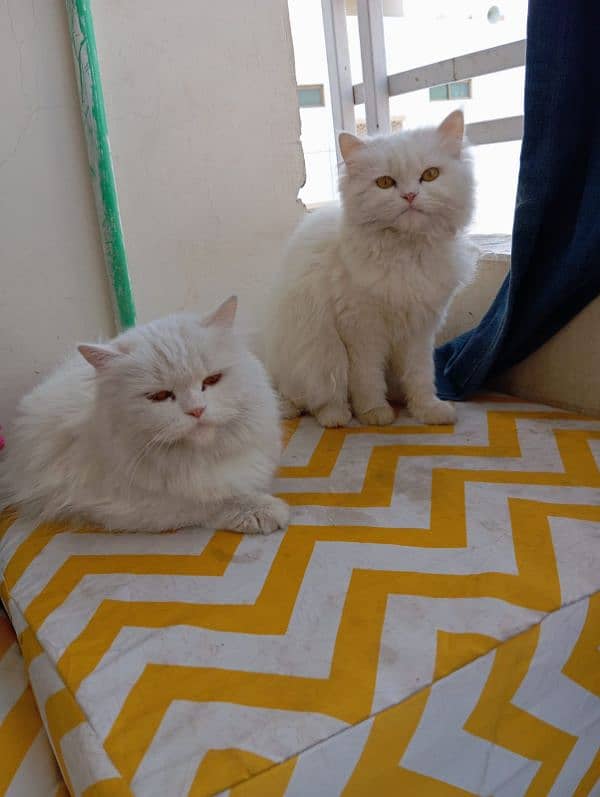 Persian cat Female & Male 0