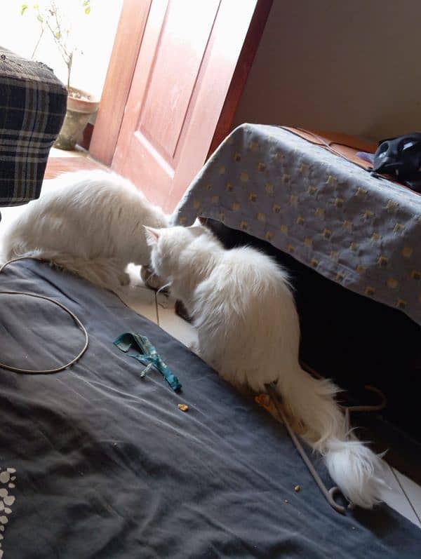 Persian cat Female & Male 2