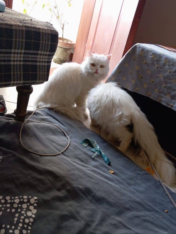 Persian cat Female & Male 3