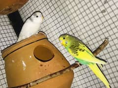 healthy and active budgie parrot