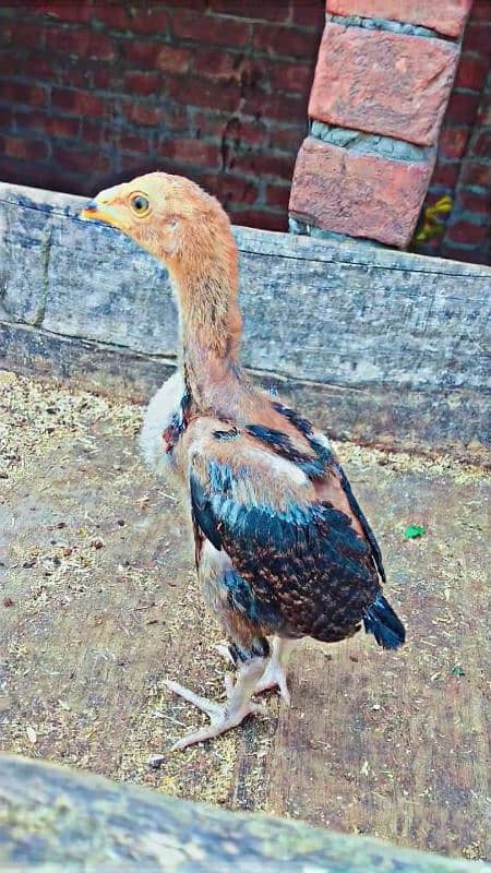 high quality Aseel chick's long height 0